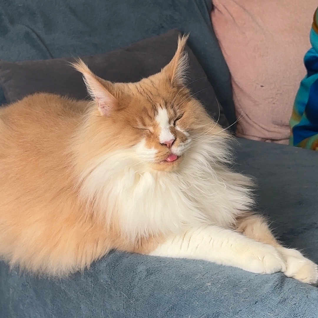 Heimdall participe au concours pour gagner de l'argent avec cette photo : animal, cat, couch, cozy, cute, domestic_cat, feline, fluffy_cat, fur, household, indoor, orange_cat, pet, pillow, relaxed, resting, sleeping_cat, tongue_out, two_cats, white_cat