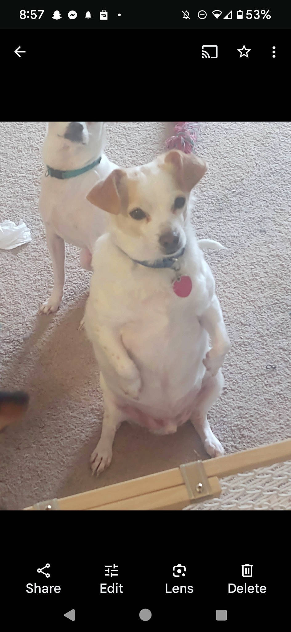 Nash is registered to the contest to win money with this photo: canidae, carnivore, companion_dog, dog, dog_breed, dog_supply, fawn, flooring, non_sporting_group, office_ruler, paw, pet_supply, snout, sporting_group, tail, toy_dog, wood, working_animal