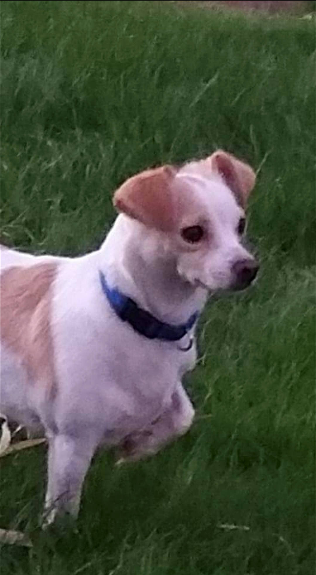 Nash joined the competition — help win amazing prizes! canidae, carnivore, collar, companion_dog, dog, dog_breed, dog_collar, dog_supply, fawn, grass, liver, non_sporting_group, pet_supply, plant, snout, sporting_group, tail, terrestrial_animal, whiskers, working_animal
