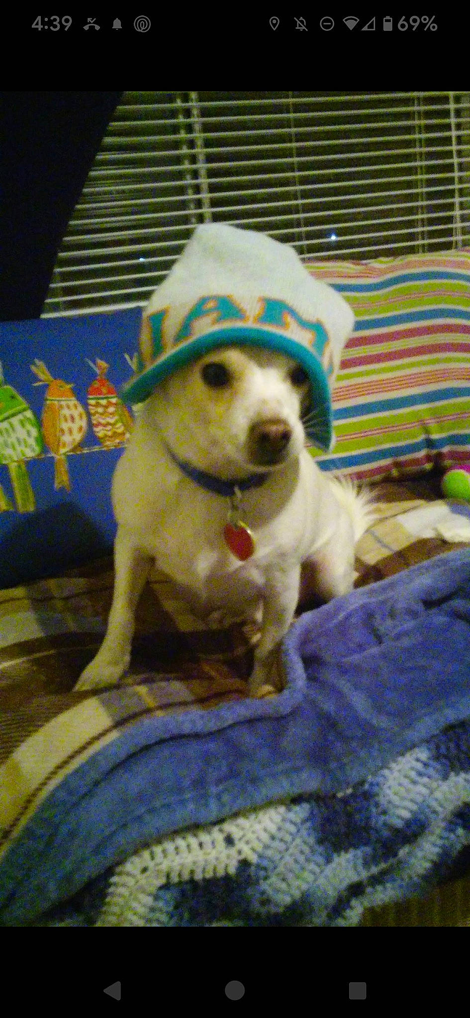 Nash is registered to the contest to win money with this photo: canidae, carnivore, comfort, companion_dog, dog, dog_breed, dog_supply, fang, fawn, felidae, fur, non_sporting_group, pet_supply, puppy, snout, sporting_group, tail, toy_dog, whiskers, working_animal
