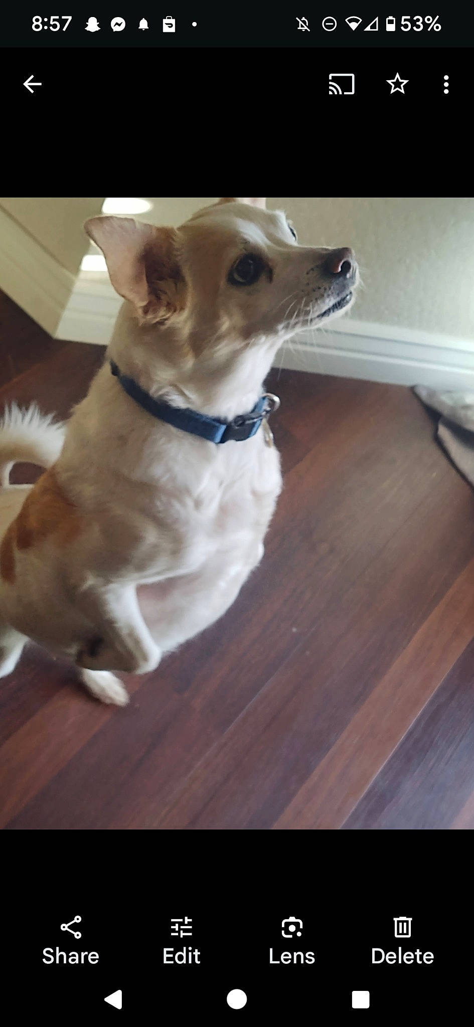 Nash joined the competition — help win amazing prizes! canidae, carnivore, collar, companion_dog, dog, dog_breed, dog_collar, fawn, felidae, flooring, hardwood, irishjacks, small_to_medium_sized_cats, snout, sporting_group, terrier, whiskers, wood, wood_stain, working_animal