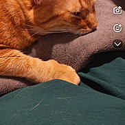 Simba participe au concours pour gagner de l'argent avec cette photo : cat, orange_tabby, sleeping, resting, paw, fur, blanket, indoor, cozy, soft, relaxed, pet, animal, closeup, comfort, feline, cute, domestic, mammal, whiskers