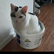 Perley a rejoint le concours — aidez-le/la à gagner de superbes lots ! cat, bucket, wooden_floor, indoor, pet, white_cat, gray_spots, curious, animal, feline, container, flooring, domestic_cat, sitting, wall, texture, quiet, resting, small_space, household