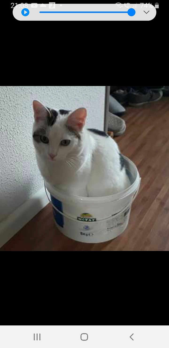 Perley a rejoint le concours — aidez-le/la à gagner de superbes lots ! cat, bucket, wooden_floor, indoor, pet, white_cat, gray_spots, curious, animal, feline, container, flooring, domestic_cat, sitting, wall, texture, quiet, resting, small_space, household