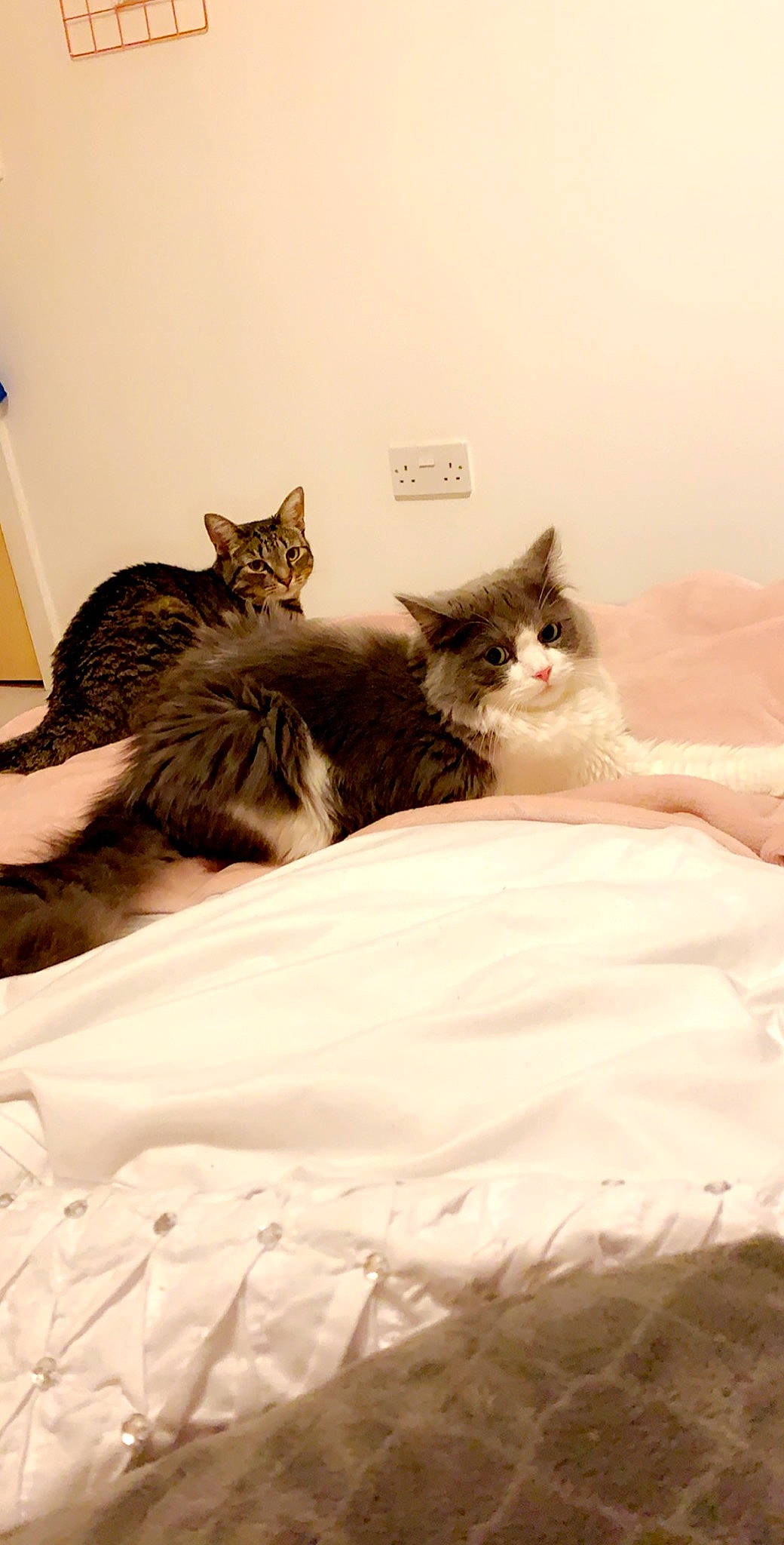 Rudi is registered to the contest to win money with this photo: bed, bed_sheet, carnivore, cat, comfort, domestic_short_haired_cat, european_shorthair, felidae, fur, kitten, maine_coon, mammal, norwegian_forest_cat, small_to_medium_sized_cats, whiskers