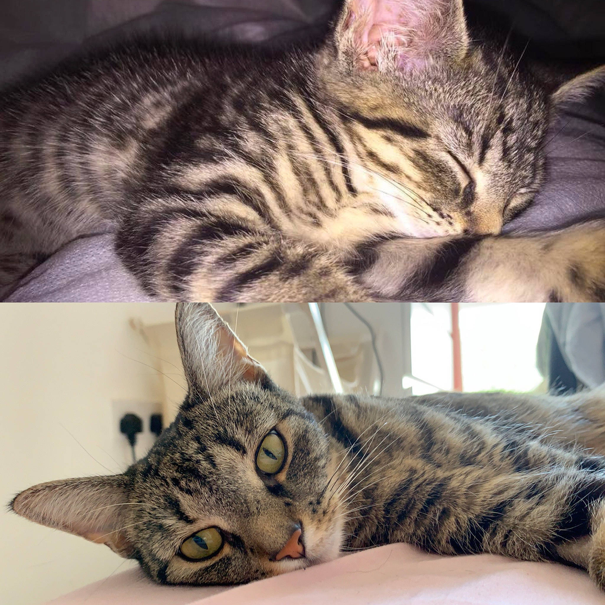 Teeny joined the competition — help win amazing prizes! american_shorthair, asian, california_spangled, carnivore, cat, domestic_short_haired_cat, dragon_li, egyptian_mau, european_shorthair, felidae, kitten, mammal, nap, ocicat, pixie_bob, small_to_medium_sized_cats, tabby_cat, toyger, vertebrate, whiskers