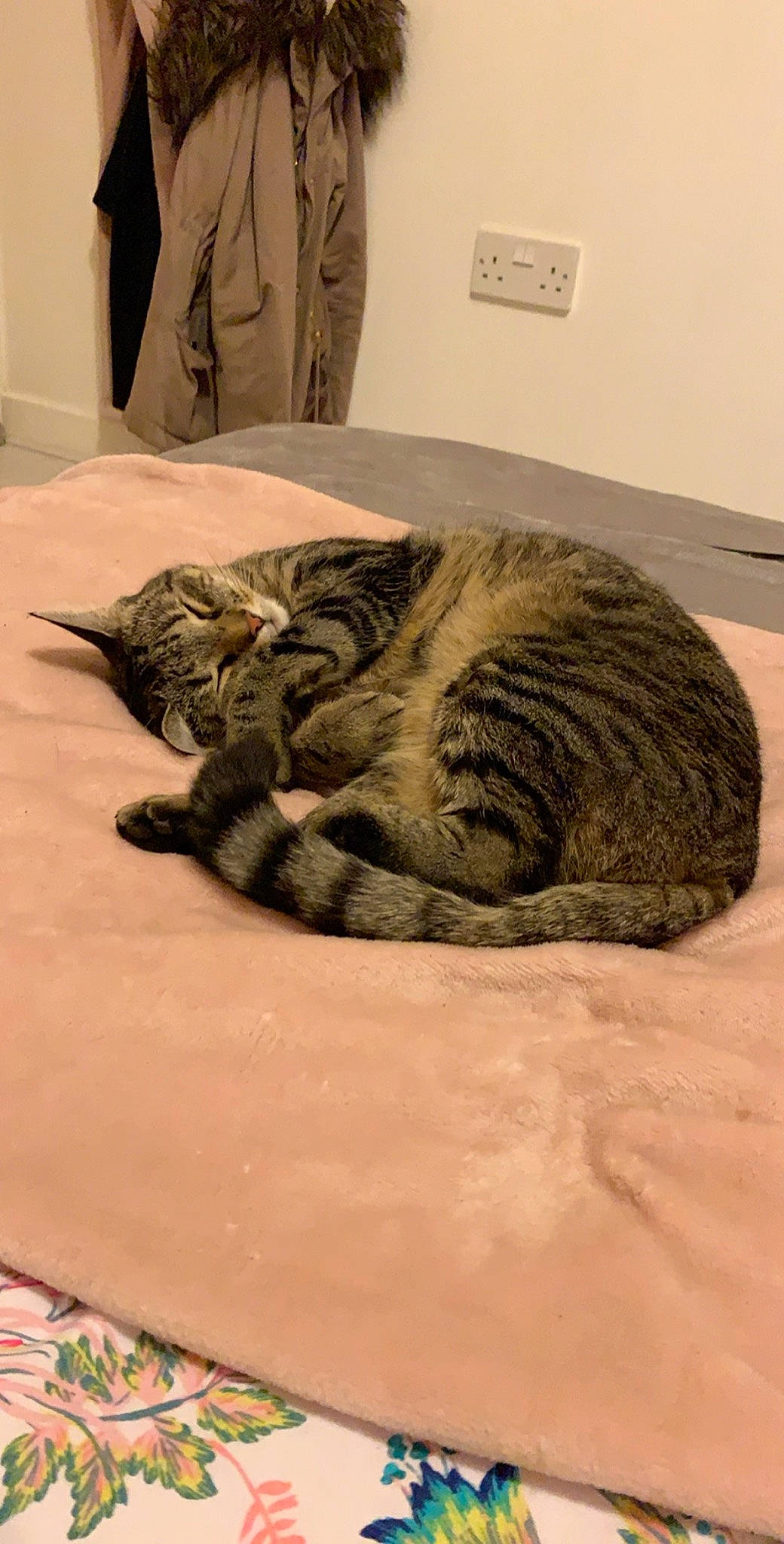 Teeny joined the competition — help win amazing prizes! american_shorthair, carnivore, cat, domestic_short_haired_cat, dragon_li, european_shorthair, felidae, nap, sleep, small_to_medium_sized_cats, tabby_cat, whiskers