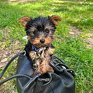 Buddy a rejoint le concours — aidez-le/la à gagner de superbes lots ! puppy, dog, bag, leather_bag, grass, outdoor, park, trees, cute, small, fur, collar, pet, animal, nature, greenery, young, curious, sitting, daylight