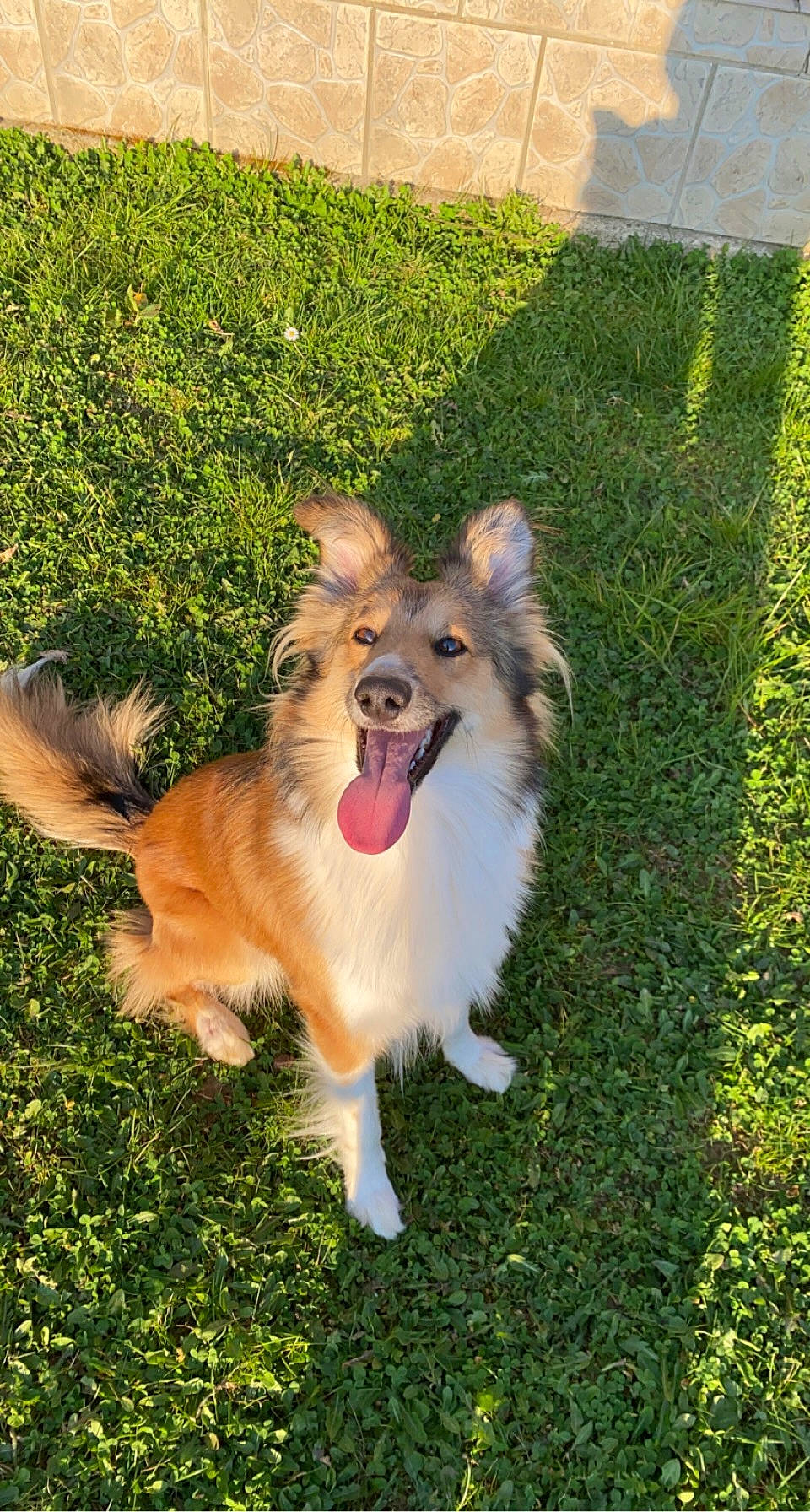 Ranger participe au concours pour gagner de l'argent avec cette photo : australian_collie, canidae, carnivore, collie, companion_dog, dog, dog_agility, dog_breed, fang, fawn, grass, herding_dog, lawn, plant, rough_collie, scotch_collie, terrestrial_animal, tree, whiskers, working_dog