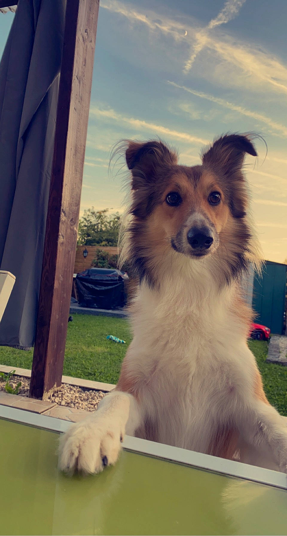 Ranger a rejoint le concours — aidez-le/la à gagner de superbes lots ! carnivore, cloud, companion_dog, dog, dog_breed, door, grass, happy, herding_dog, plant, sky, snout, tints_and_shades, toy_dog, vehicle, vehicle_door, whiskers, window, wood, working_dog