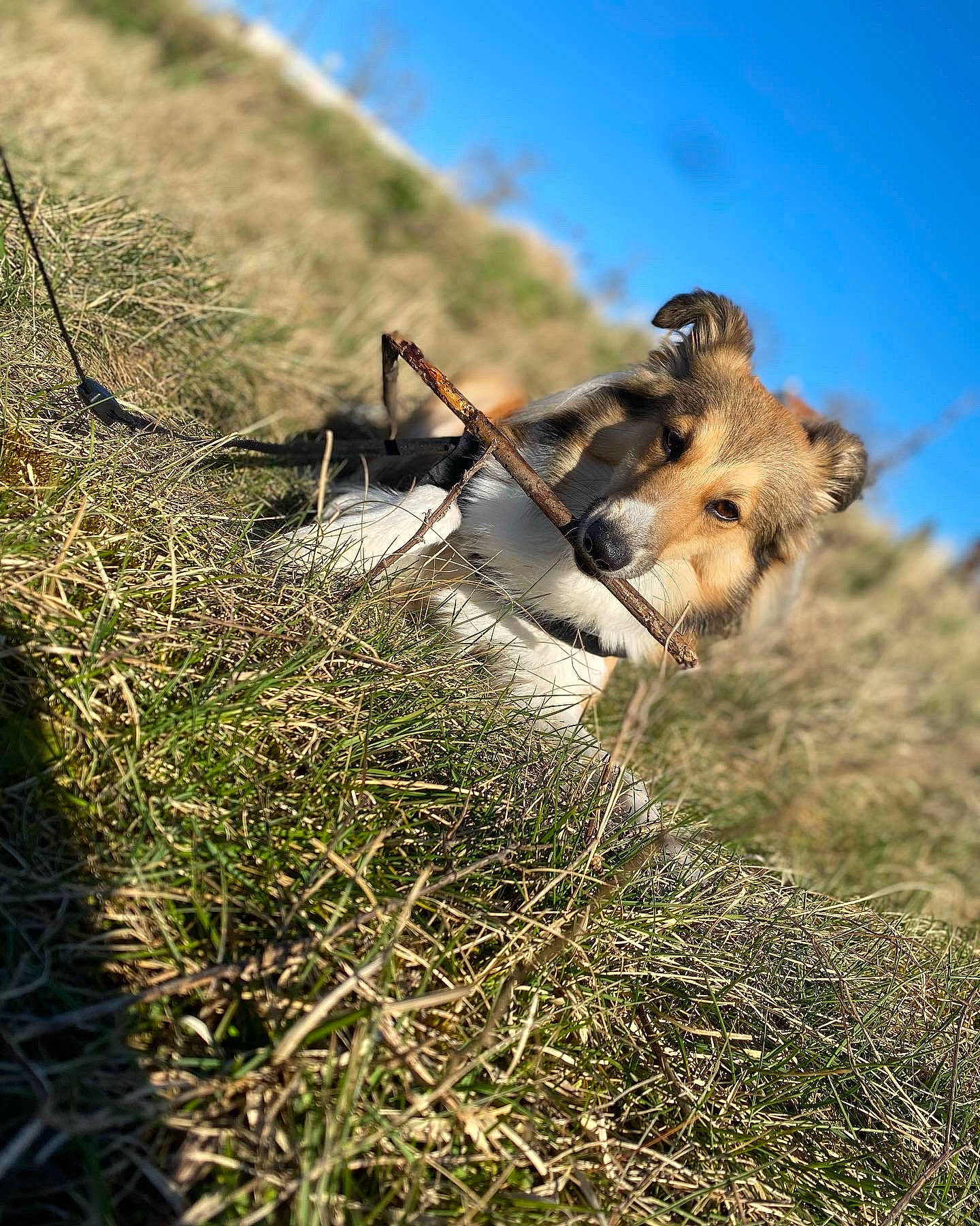 Ranger participe au concours pour gagner de l'argent avec cette photo : canidae, carnivore, companion_dog, dog, dog_breed, fawn, grass, grass_family, grassland, landscape, natural_landscape, plant, prairie, sky, snout, soil, sporting_group, terrestrial_animal, wildlife, working_animal