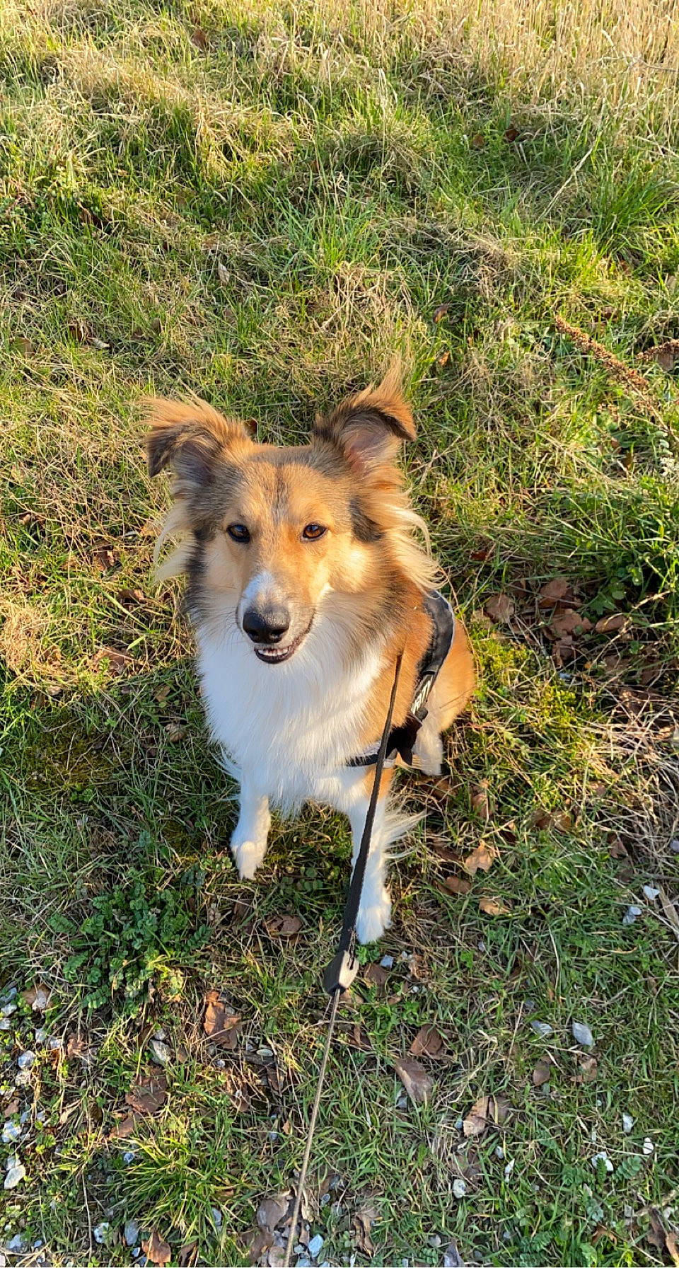 Ranger a rejoint le concours — aidez-le/la à gagner de superbes lots ! adventure, canidae, carnivore, clock, companion_dog, dog, dog_breed, fawn, fur, grass, grassland, plant, snout, sporting_group, tail, terrestrial_animal, working_dog