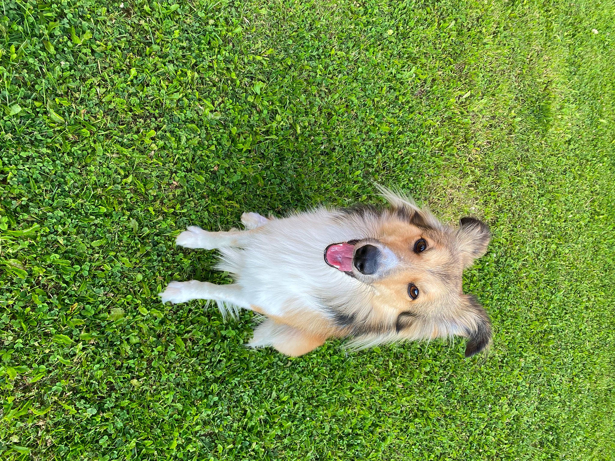 Ranger participe au concours pour gagner de l'argent avec cette photo : canidae, carnivore, companion_dog, dog, dog_breed, dog_supply, fawn, german_spitz, german_spitz_mittel, grass, grassland, groundcover, lawn, plant, spitz, sporting_group, terrier, toy, toy_dog, working_animal