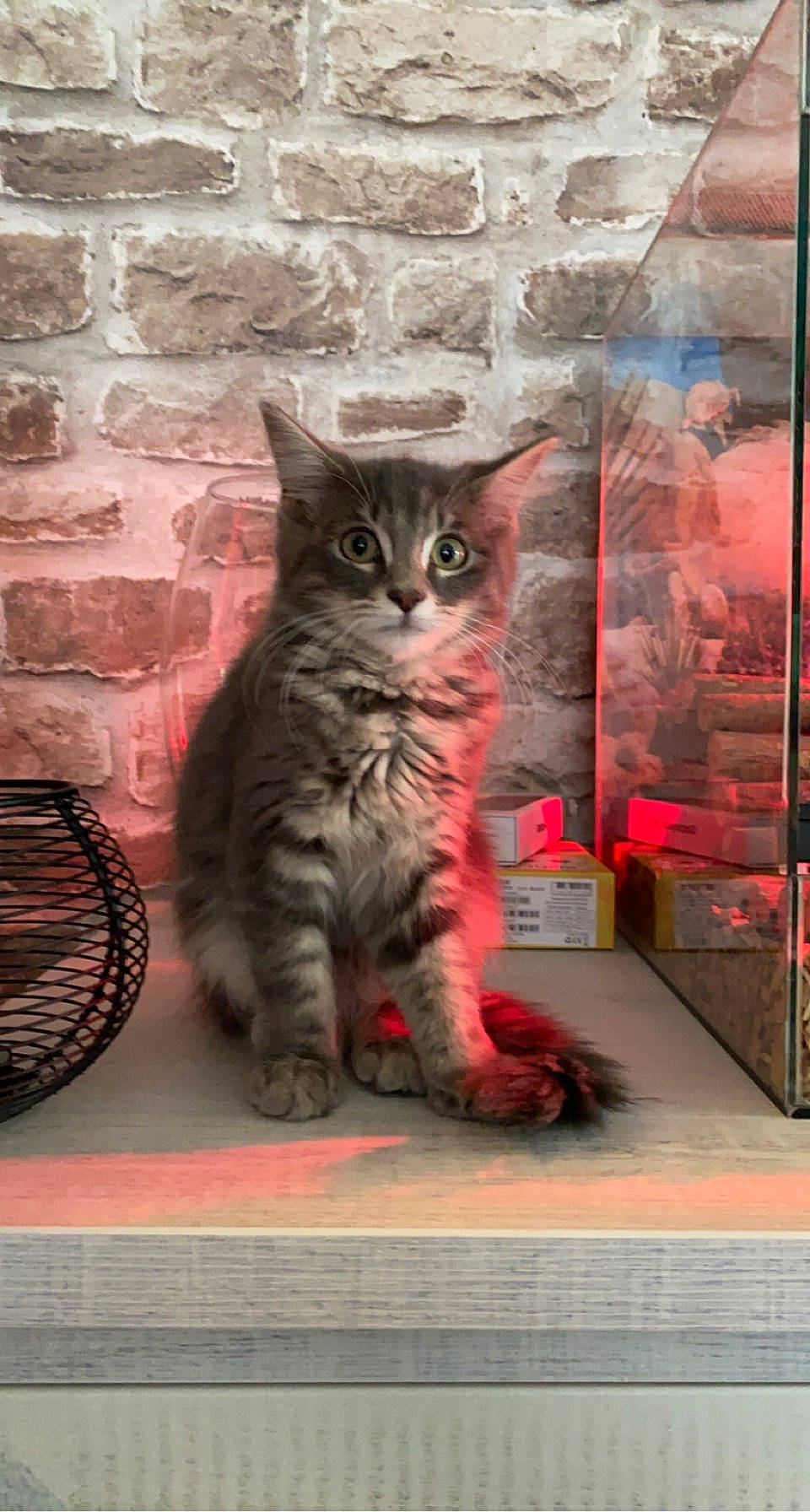 Perle a rejoint le concours — aidez-le/la à gagner de superbes lots ! brick, brickwork, carnivore, cat, domestic_short_haired_cat, door, felidae, flooring, fur, grey, pattern, paw, sitting, small_to_medium_sized_cats, snout, tail, terrestrial_animal, whiskers, window, wood