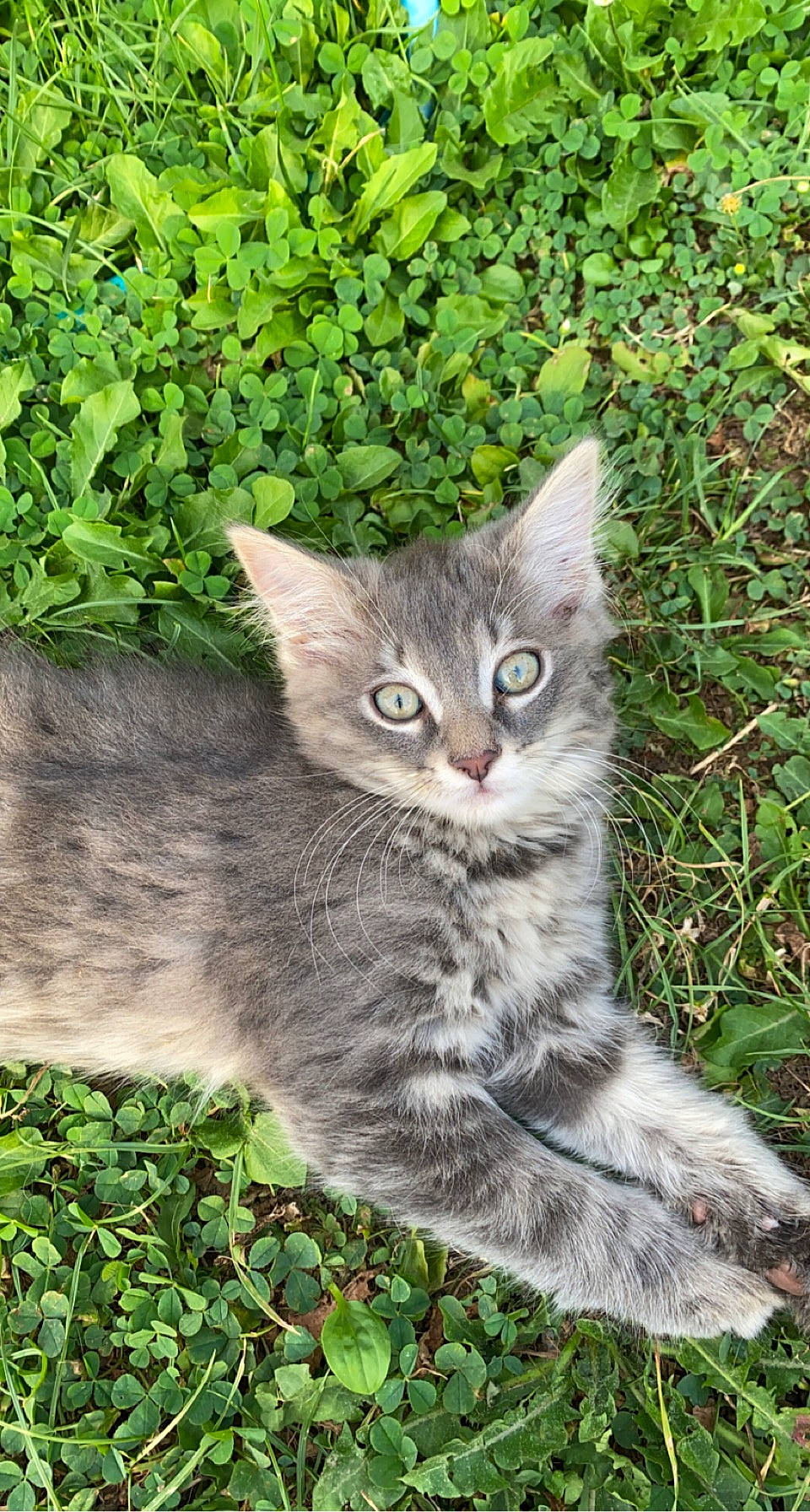 Perle a rejoint le concours — aidez-le/la à gagner de superbes lots ! carnivore, cat, domestic_short_haired_cat, felidae, fur, grass, groundcover, herb, paw, plant, small_to_medium_sized_cats, snout, tail, terrestrial_animal, whiskers, wildlife