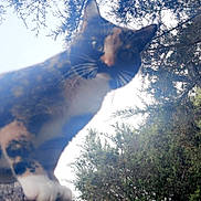 Quazie joined the competition — help win amazing prizes! cat, calico, tree_stump, outdoor, nature, trees, forest, animal, pet, whiskers, curious, feline, wildlife, greenery, sunlight, blurred, closeup, looking_down, paws, daylight