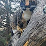 Quazie is registered to the contest to win money with this photo: cat, calico, tree, branch, outdoor, animal, nature, forest, whiskers, fur, wildlife, pet, mammal, climbing, wood, daylight, closeup, alert, green, eyes