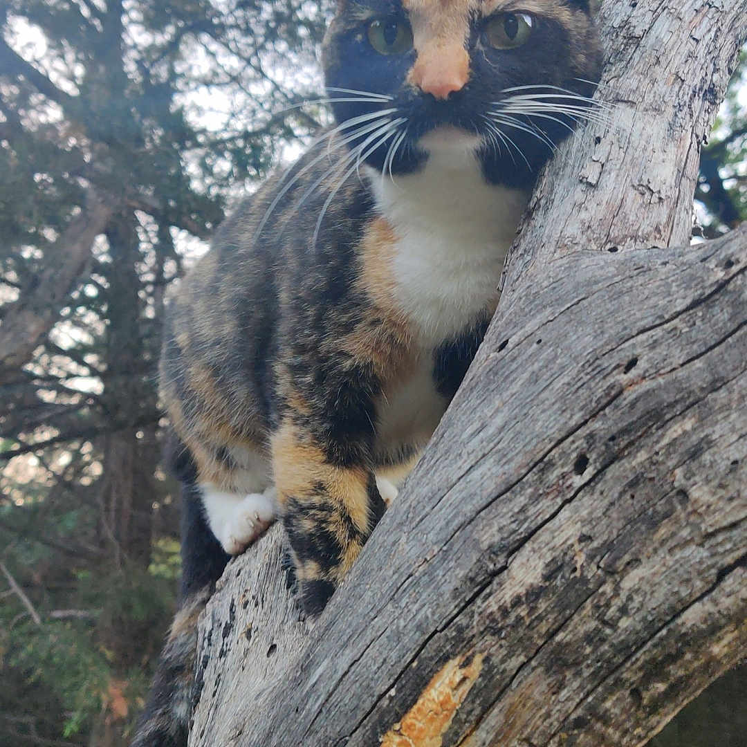 Quazie is registered to the contest to win money with this photo: alert, animal, branch, calico, cat, climbing, closeup, daylight, eyes, forest, fur, green, mammal, nature, outdoor, pet, tree, whiskers, wildlife, wood