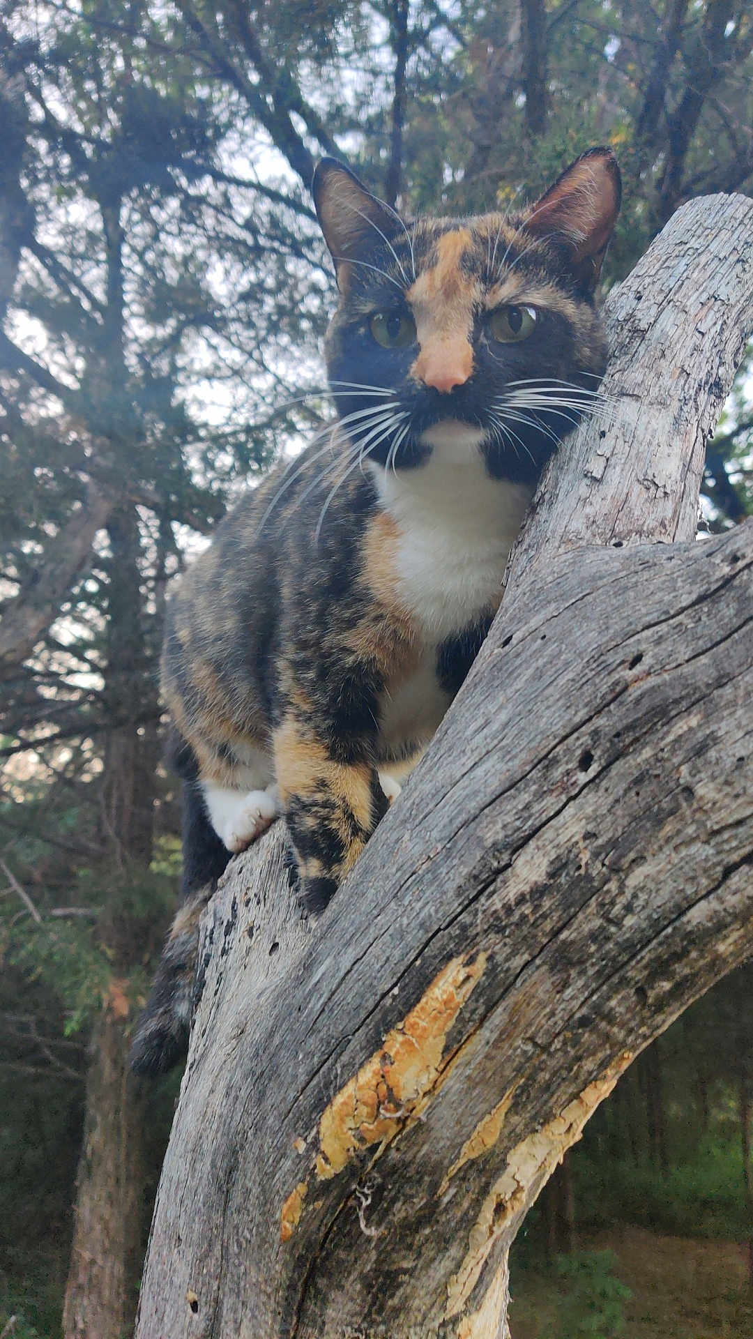 Quazie is registered to the contest to win money with this photo: cat, calico, tree, branch, outdoor, animal, nature, forest, whiskers, fur, wildlife, pet, mammal, climbing, wood, daylight, closeup, alert, green, eyes