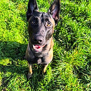 Venom participe au concours pour gagner de l'argent avec cette photo : dog, grass, outdoor, pet, animal, happy, ears, brown, black, canine, sunlight, nature, playful, closeup, portrait, friendly, tongue, looking_up, daylight, field