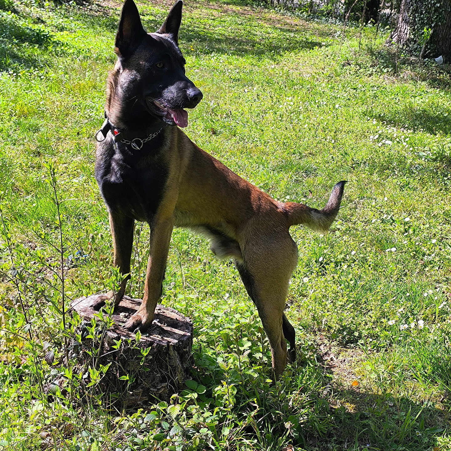 Venom a rejoint le concours — aidez-le/la à gagner de superbes lots ! dog, belgian_malinois, animal, outdoor, forest, greenery, tree_stump, sunlight, grass, nature, canine, pet, standing, alert, tongue_out, ears_up, daylight, wildlife, mammal, leash