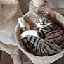 Altesse participe au concours pour gagner de l'argent avec cette photo : animal, blurred, cat, cat_hammock, cat_tree, cozy, domestic_cat, ears, feline, fur, home, indoor, mammal, paws, pet, relaxing, resting, sleepy, tabby_cat, whiskers