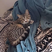 Altesse a rejoint le concours — aidez-le/la à gagner de superbes lots ! animal, bed, blanket, cat, comfort, cozy, curious, cute, ears, eyes, fur, indoor, patterned_bedspread, pet, relaxed, resting, striped, tabby, tail, whiskers