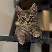 Chouchou participe au concours pour gagner de l'argent avec cette photo : cat, kitten, tabby, gray_fur, pet, animal, whiskers, ears, eyes, paws, climbing_tree, cat_tree, indoor, portrait, closeup, sitting, cute, fluffy, staring, home