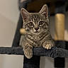 cat, kitten, tabby, gray_fur, pet, animal, whiskers, ears, eyes, paws, climbing_tree, cat_tree, indoor, portrait, closeup, sitting, cute, fluffy, staring, home