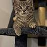 cat, kitten, tabby, animal, pet, feline, whiskers, ears, eyes, fur, striped_fur, portrait, indoor, cat_tree, scratching_post, perched, sitting, front_view, curious, cute