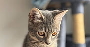 Chouchou participe au concours pour gagner de l'argent avec cette photo : cat, gray_cat, feline, pet, animal, portrait, closeup, amber_eyes, ears, whiskers, fur, short_hair, tabby, indoor, home, soft_lighting, shallow_depth_of_field, blurred_background, looking_at_camera, sitting