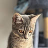 cat, gray_cat, feline, pet, animal, portrait, closeup, amber_eyes, ears, whiskers, fur, short_hair, tabby, indoor, home, soft_lighting, shallow_depth_of_field, blurred_background, looking_at_camera, sitting