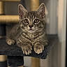 cat, kitten, tabby, pet, animal, feline, portrait, close_up, wide_eyed, sitting, paws, whiskers, ears, fur, striped, indoor, cat_tree, scratching_post, cozy, photography