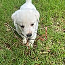 Fletcher joined the competition — help win amazing prizes! adorable, animal, canine, cute, daylight, dog, fur, grass, greenery, leaf, nature, outdoor, pet, playful, puppy, small_animal, stick, walking, white_fur, young_dog
