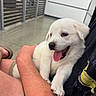 Fletcher is registered to the contest to win money with this photo: animal, arm, casual_clothing, close_up, cute, dog, floor, fur, happy, holding, indoor, metal_railings, person, pet, puppy, shorts, smiling, tongue_out, white_dog, young_dog