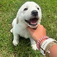 Fletcher is registered to the contest to win money with this photo: animal, bracelets, closeup, cute, daylight, dog, grass, grass_field, hand, happy, nature, outdoor, pet, playful, portrait, puppy, smiling, watch, white_fur, young_dog