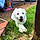 Fletcher