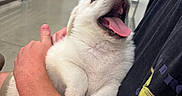 Fletcher is registered to the contest to win money with this photo: animal, arms, canine, closeup, comfort, cute, dog, domestic, friendly, fur, happy, holding, indoor, person, pet, puppy, smiling, tongue_out, white_fur, young_dog