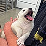 animal, arms, canine, closeup, comfort, cute, dog, domestic, friendly, fur, happy, holding, indoor, person, pet, puppy, smiling, tongue_out, white_fur, young_dog
