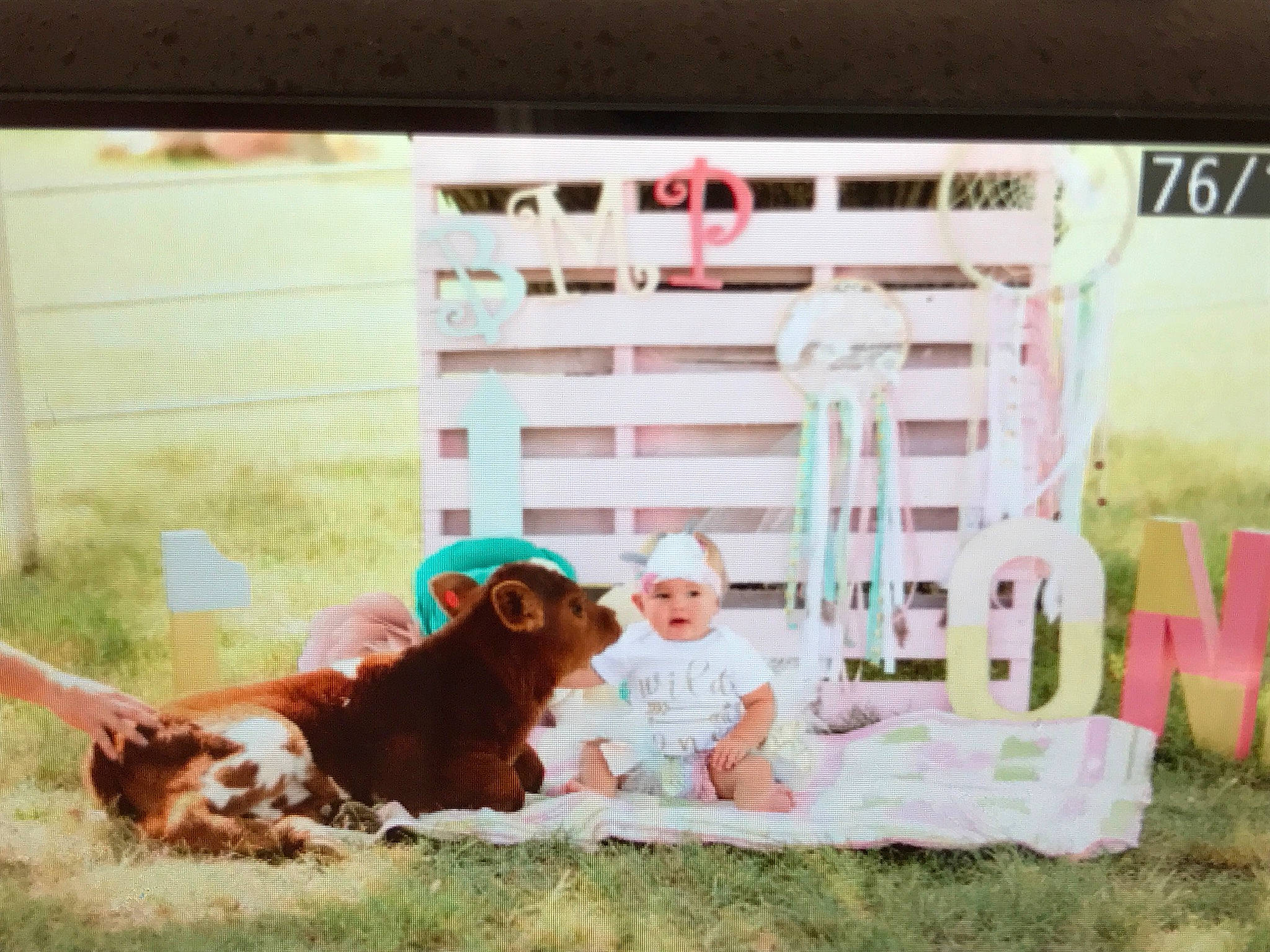 Bentlie is registered to the contest to win money with this photo: bovine, carnivore, companion_dog, dog, dog_breed, fawn, font, fun, grass, happy, headwear, leisure, liver, livestock, magenta, person, rectangle, room, sporting_group, square