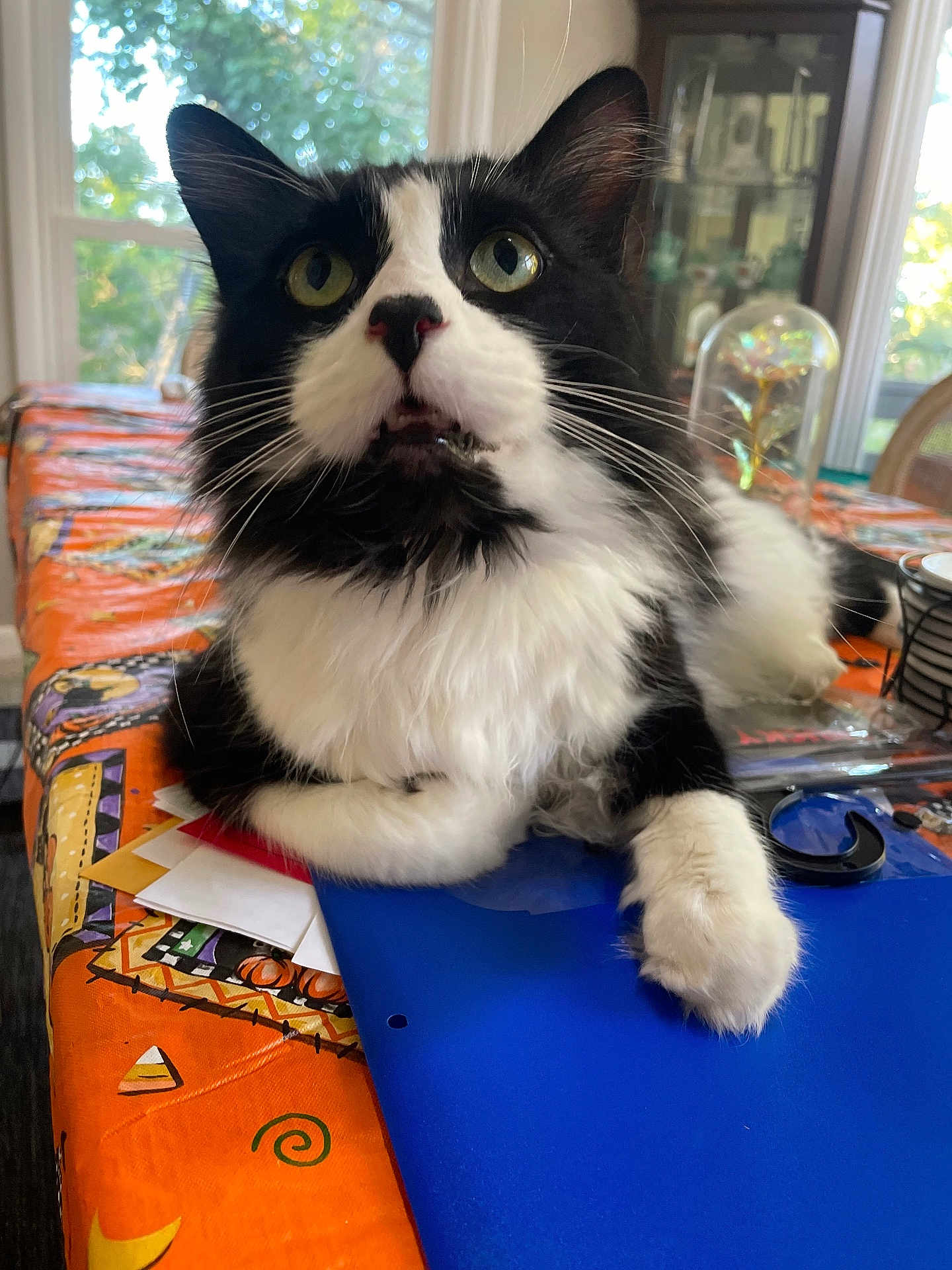Heimdall joined the competition — help win amazing prizes! cat, black_and_white, fluffy, table, tablecloth, orange, blue_folder, paw, indoor, window, curious, pet, whiskers, face, feline, domestic_animal, relaxed, household, daylight, close_up