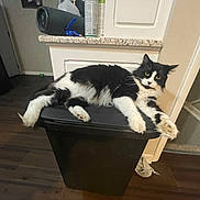 Heimdall is registered to the contest to win money with this photo: cat, black_and_white, fluffy, indoor, trash_bin, floor, kitchen, curious, pet, animal, feline, relaxed, fur, whiskers, paws, cabinet, countertop, domestic, home, resting