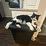 cat, black_and_white, fluffy, indoor, trash_bin, floor, kitchen, curious, pet, animal, feline, relaxed, fur, whiskers, paws, cabinet, countertop, domestic, home, resting
