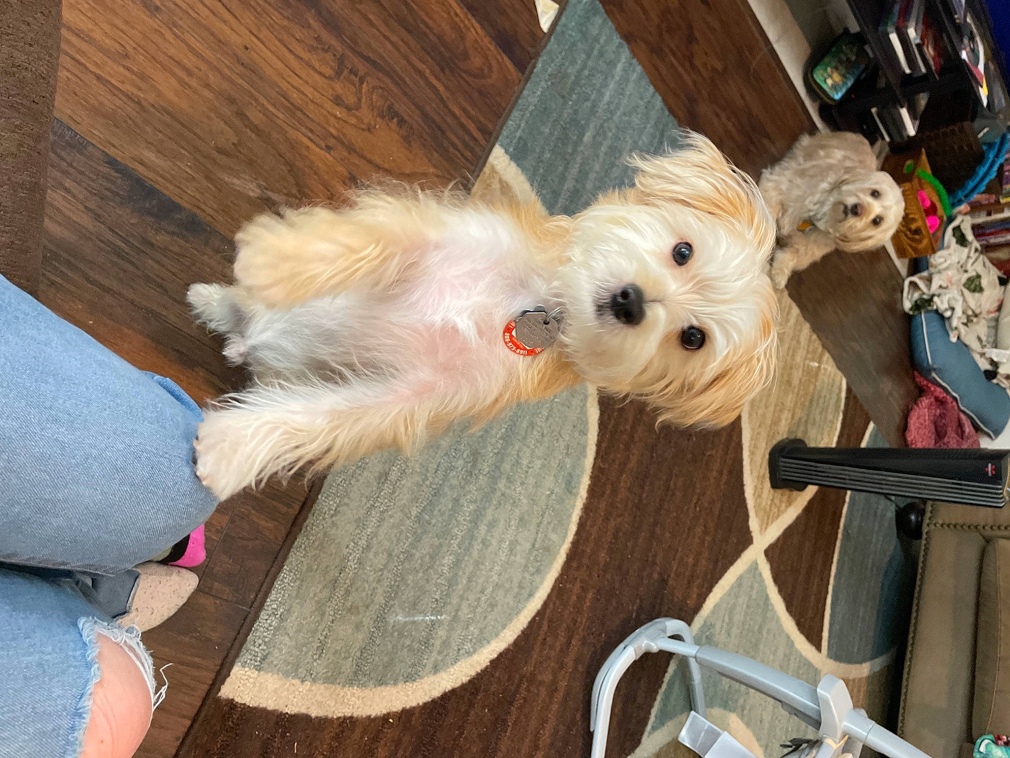 Toby joined the competition — help win amazing prizes! canidae, carnivore, chair, collar, companion_dog, dog, dog_breed, dog_supply, fawn, fur, hardwood, holiday, pet_supply, small_terrier, sporting_group, stuffed_toy, terrier, toy, toy_dog, wood