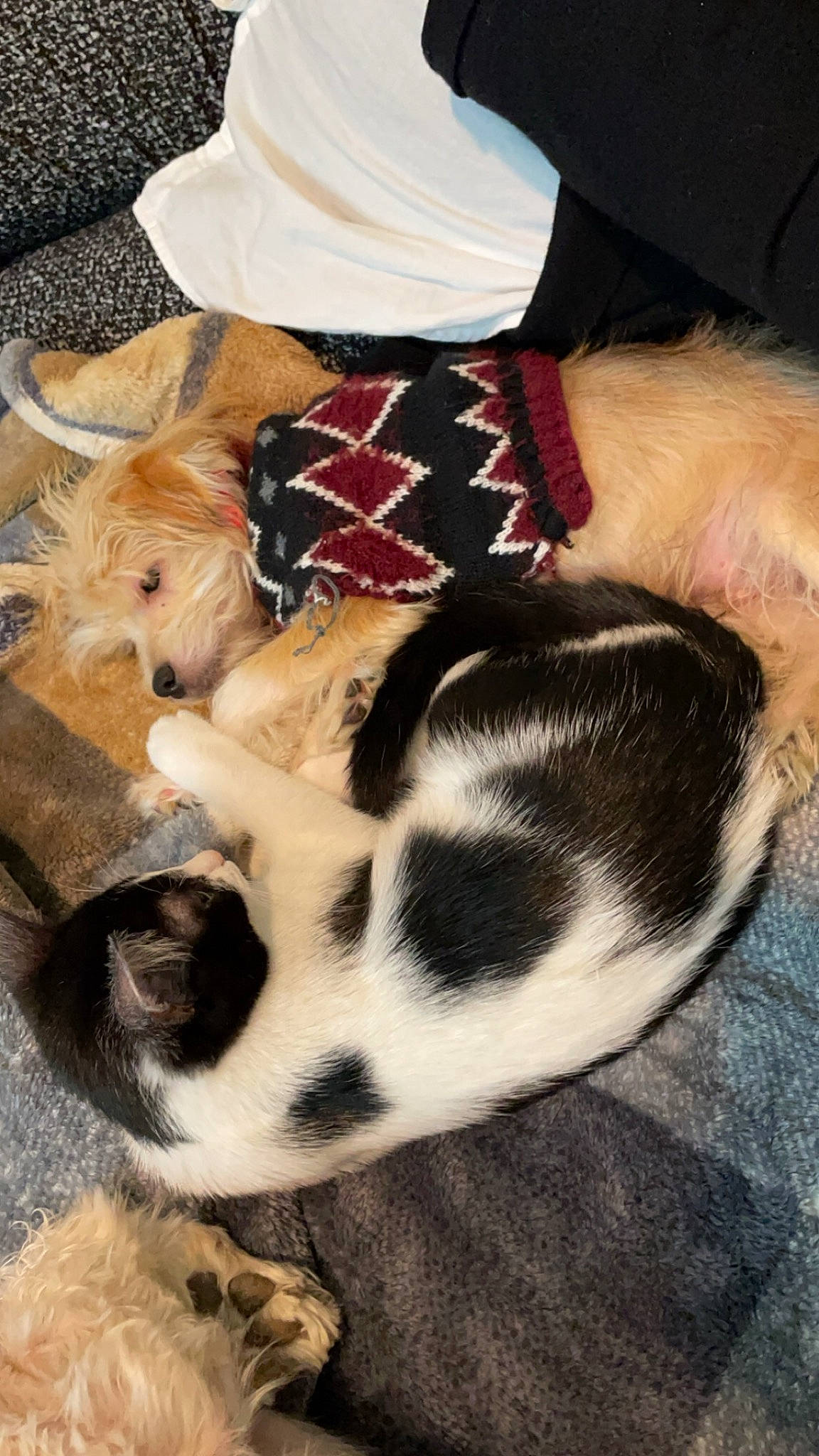 Toby is registered to the contest to win money with this photo: canidae, carnivore, collar, comfort, companion_dog, costume_hat, dog, dog_breed, dog_supply, fawn, felidae, fur, linens, paw, small_to_medium_sized_cats, snout, sporting_group, tail, whiskers, working_animal