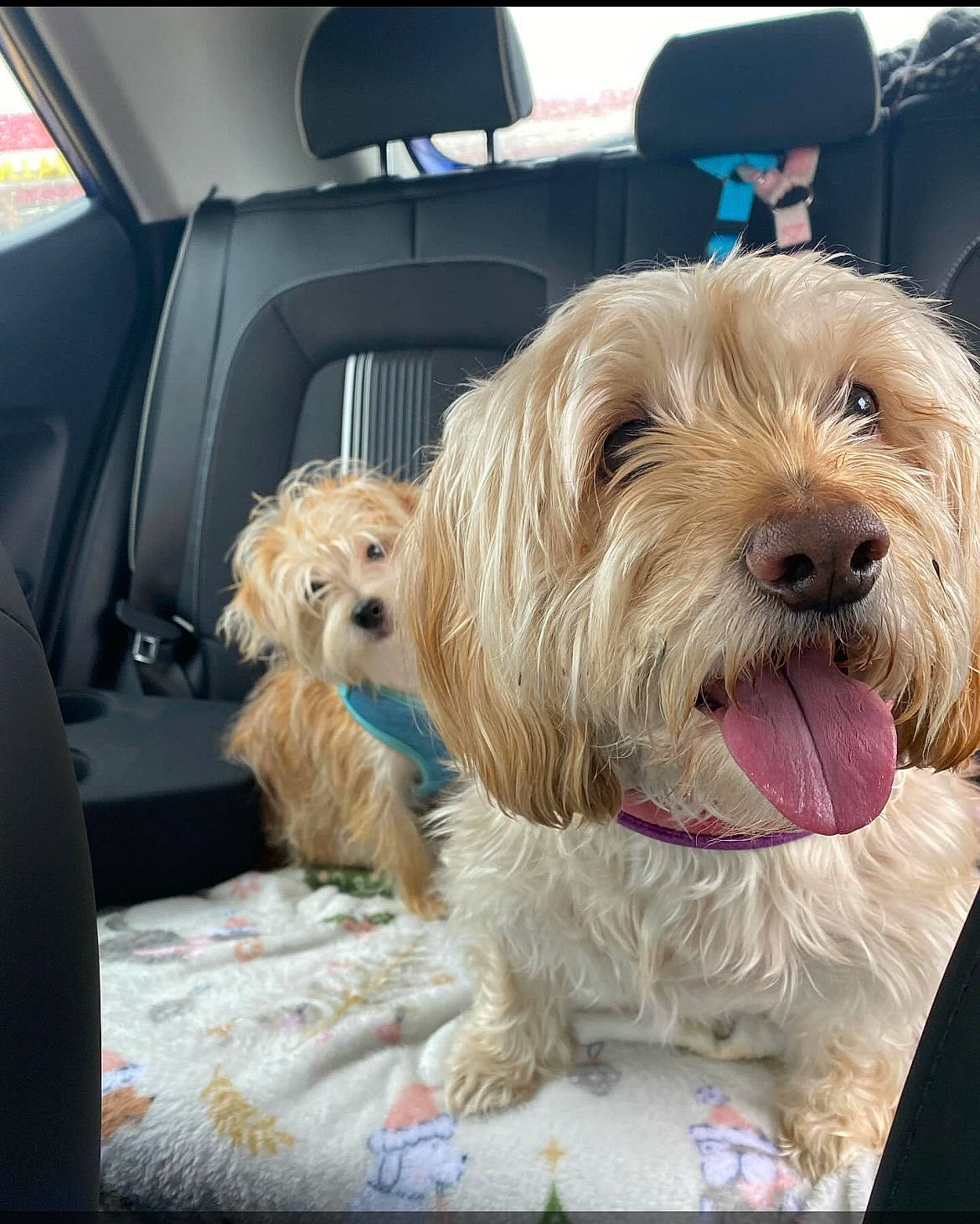 Lacie Mari is registered to the contest to win money with this photo: car, car_seat, car_seat_cover, carnivore, collar, companion_dog, dog, dog_breed, dog_collar, dog_supply, family_car, fur, head_restraint, liver, luxury_vehicle, motor_vehicle, small_terrier, terrier, toy_dog, vehicle