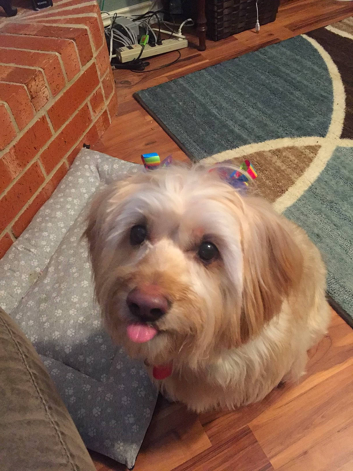 Lacie Mari joined the competition — help win amazing prizes! carnivore, companion_dog, dog, dog_breed, dog_supply, floor, flooring, fur, hardwood, laminate_flooring, liver, plank, small_terrier, snout, sporting_group, terrier, toy_dog, wood, wood_flooring, working_animal