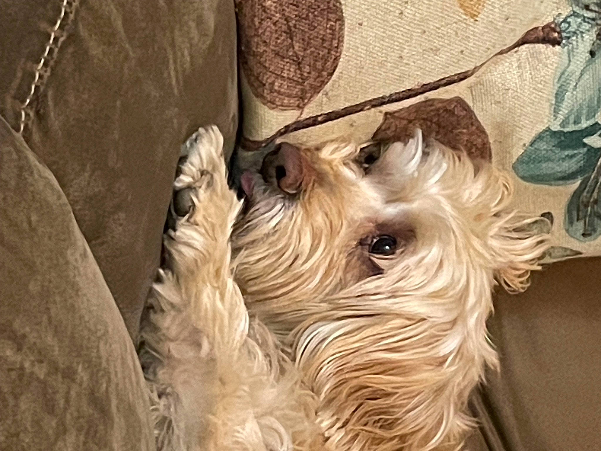 Lacie Mari is registered to the contest to win money with this photo: brown, canidae, carnivore, companion_dog, dog, dog_breed, fawn, fur, liver, non_sporting_group, small_terrier, snout, sporting_group, terrestrial_animal, terrier, toy_dog, wood, working_animal