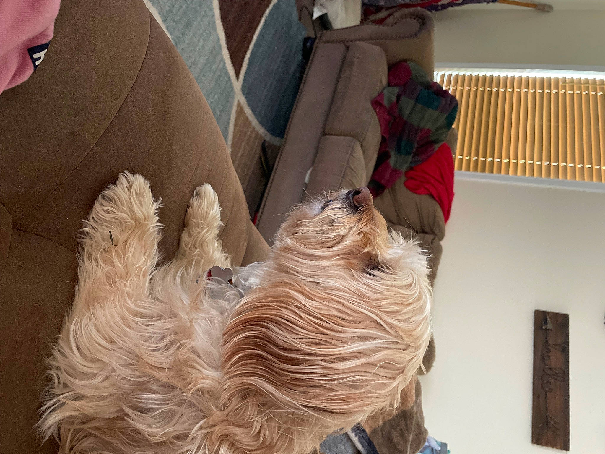 Lacie Mari is registered to the contest to win money with this photo: art, carving, chainsaw_carving, fur, hat, picture_frame, plywood, recreation, sculpture, tree, trunk, visual_arts, wood, wool, working_animal