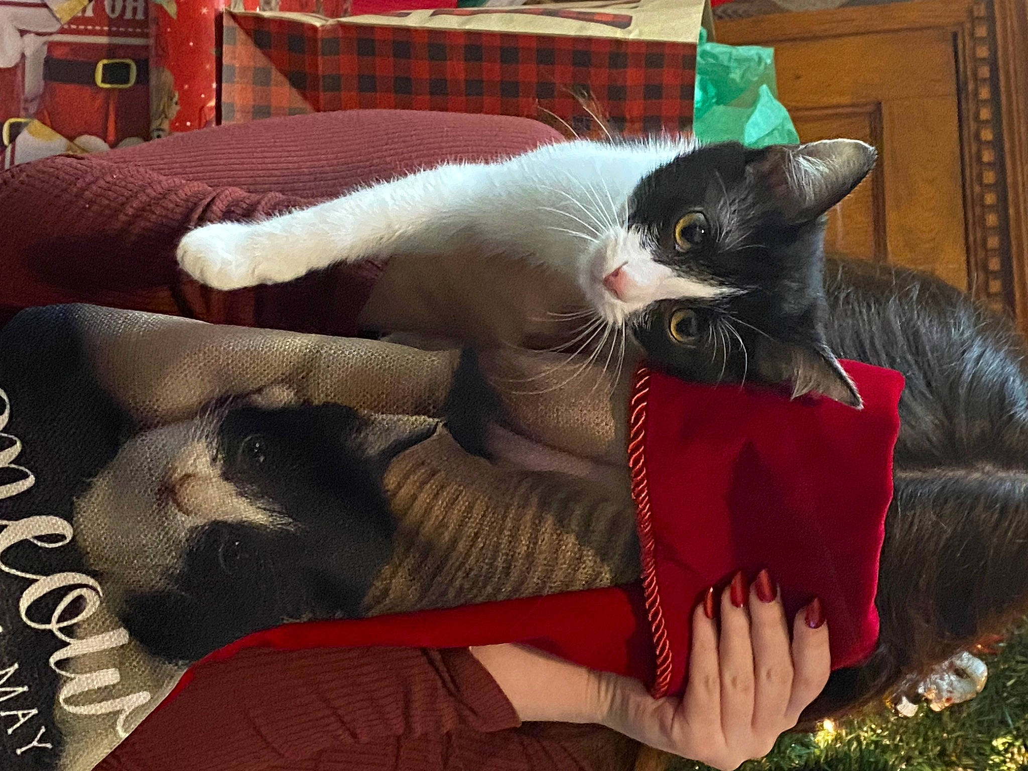 Zelda May is registered to the contest to win money with this photo: black_cat, carnivore, cat, comfort, companion_dog, couch, domestic_short_haired_cat, felidae, fur, green, human_leg, lap, plant, small_to_medium_sized_cats, snout, tail, textile, thigh, tree, whiskers